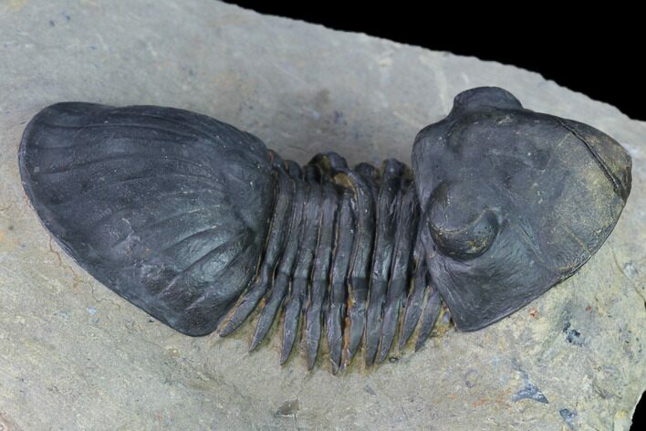 Detailed Paralejurus Trilobite - Morocco #171494